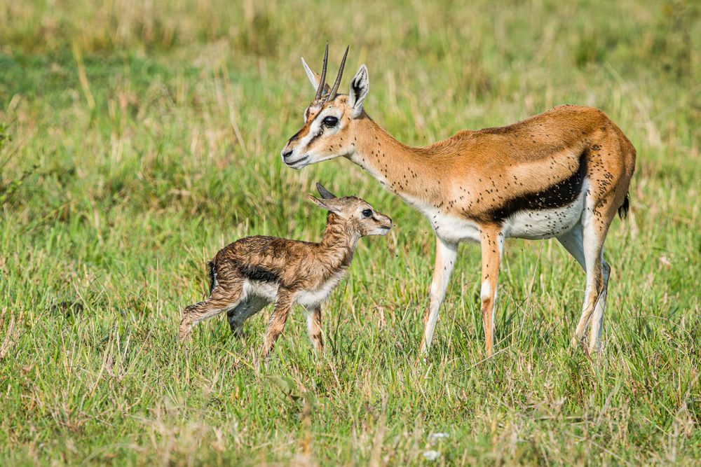 africa_thompson's_gazelle_and_newborn_calf.jpg
