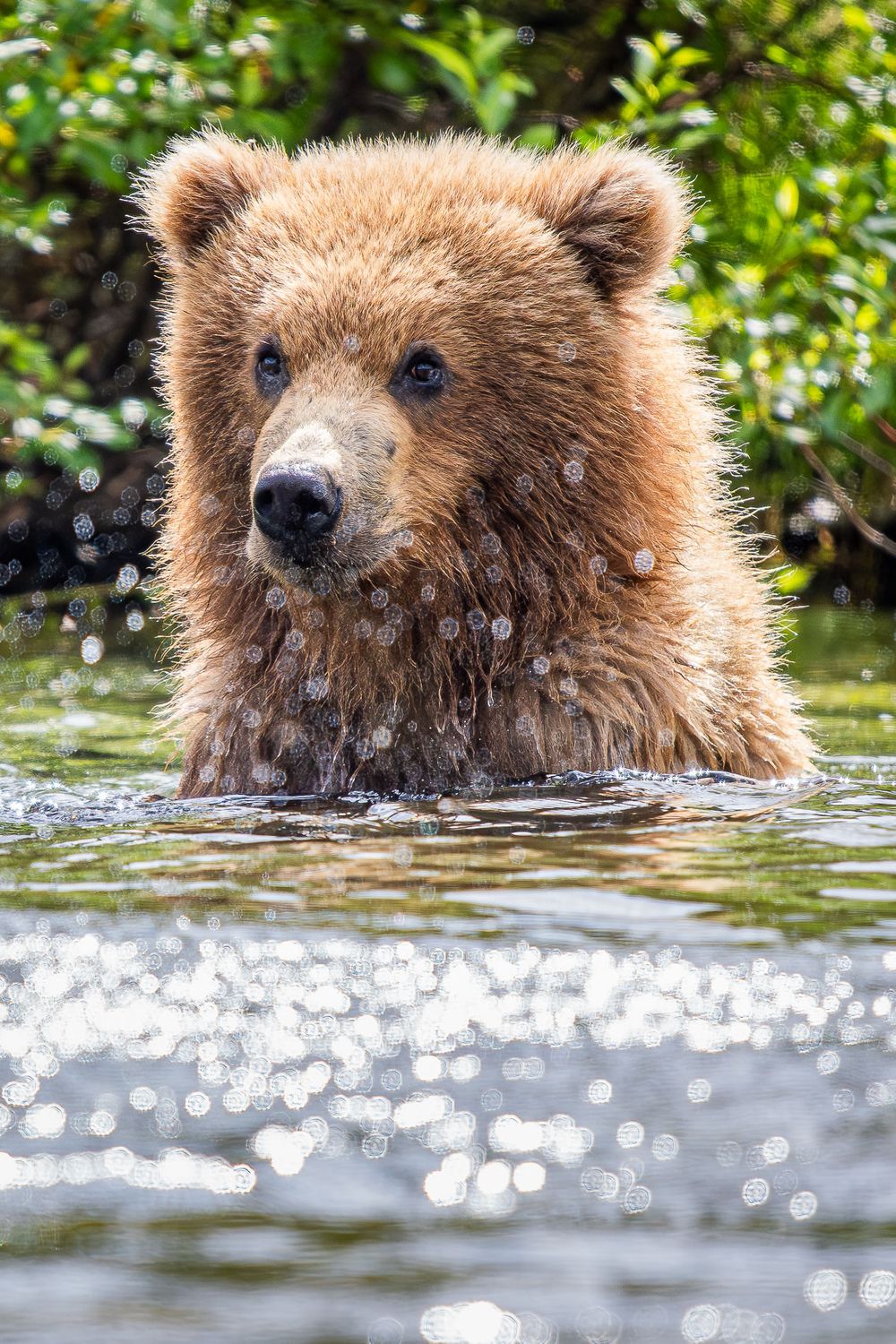 20250715_alaska_little_bear_circles_of_confusion_0001.jpg