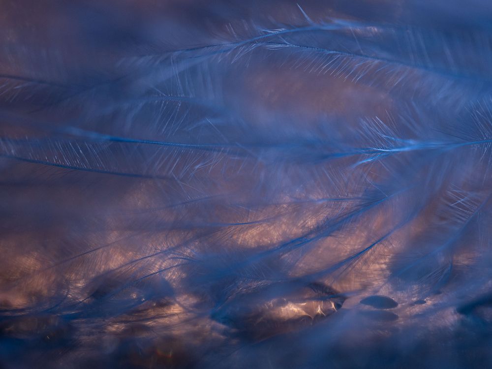 MISA_blue_feather_fire_abstract.jpg