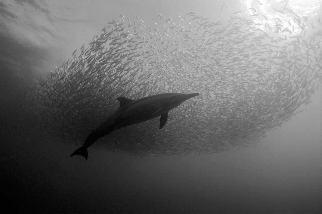 1r1_10_dolphins___sardines_001