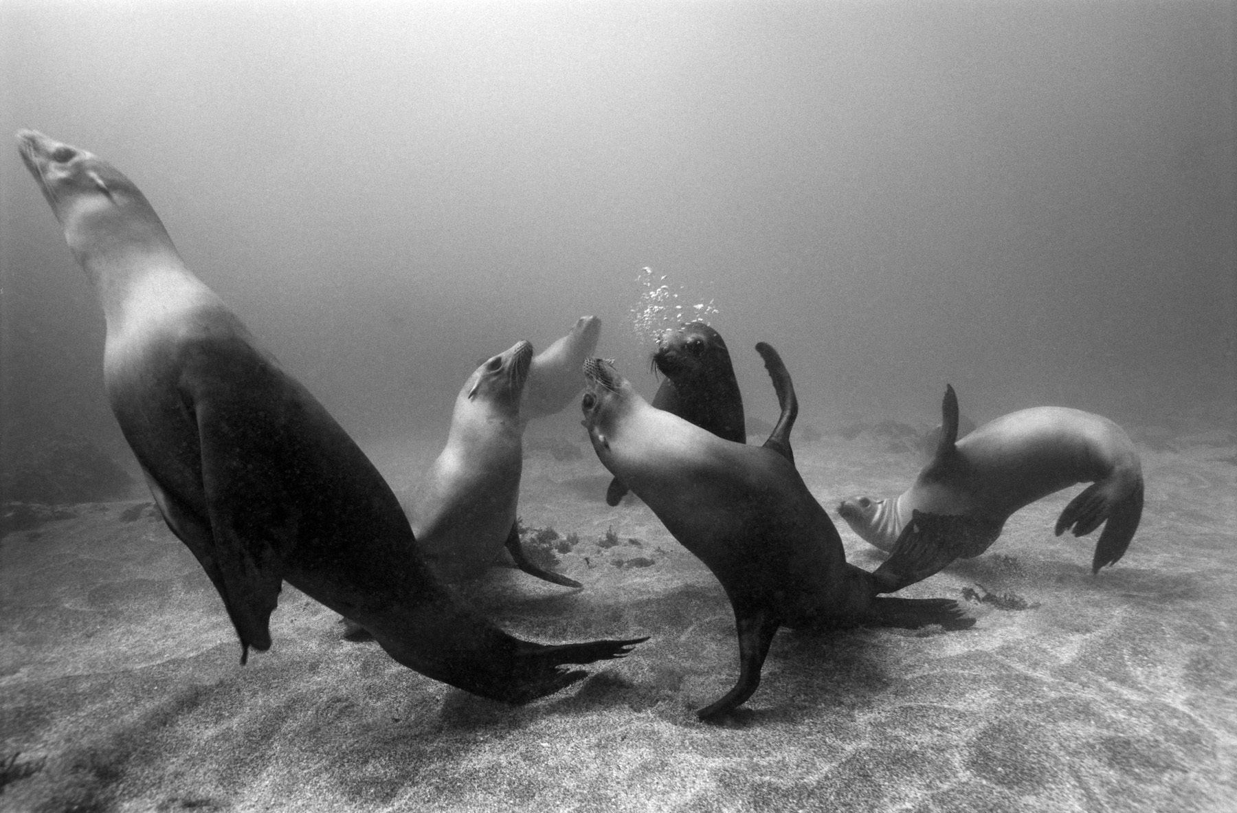 1partylions___california_sealions_1_36_001