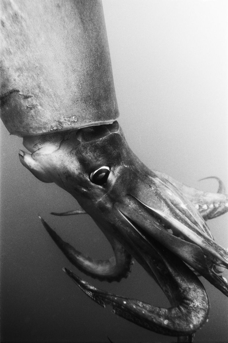 1r3_2_humboldt_b_w_final_print