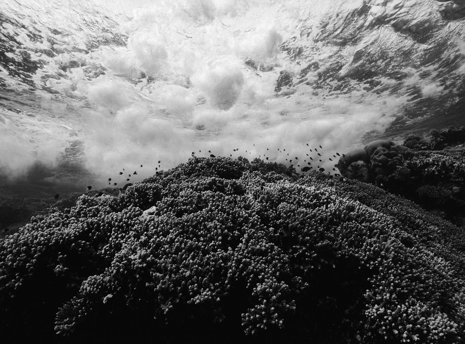 1coral_head_and_wave_edit