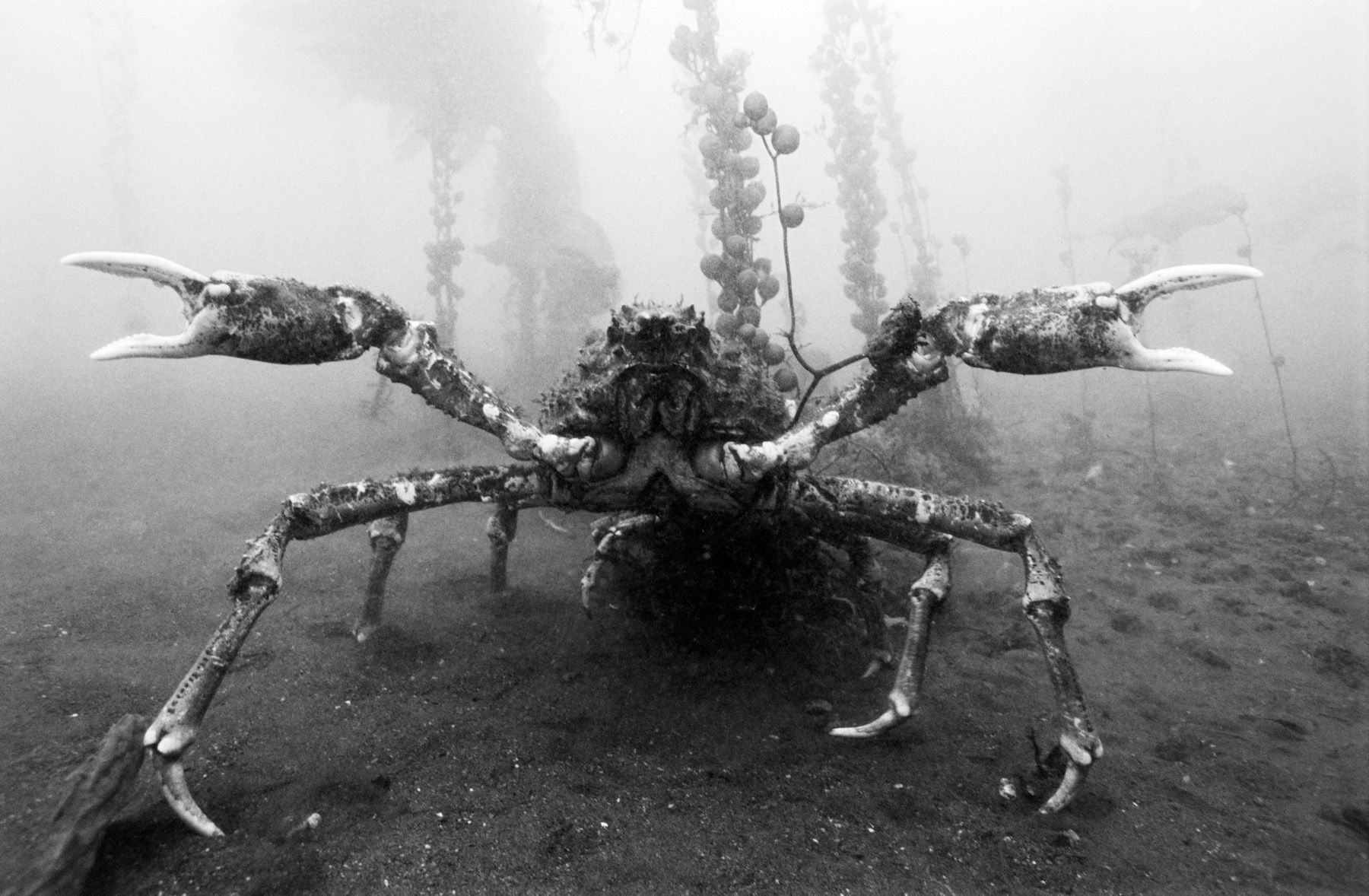 1sheep_crab___california_2_30_001