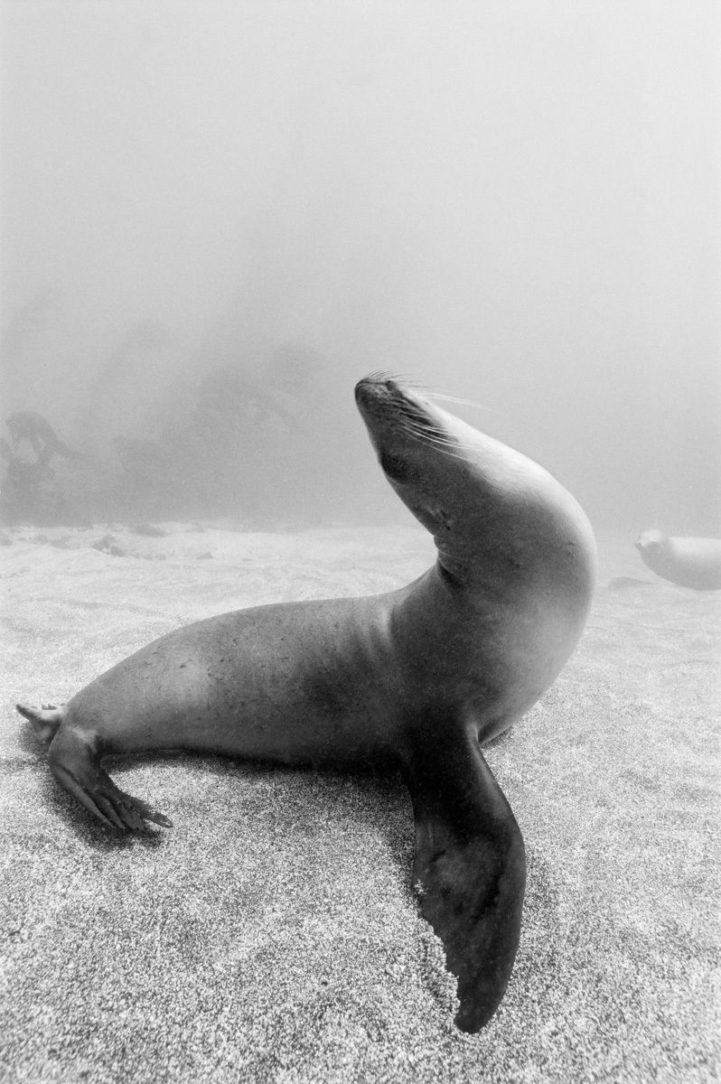 1seal___california_sealions_1_18_001