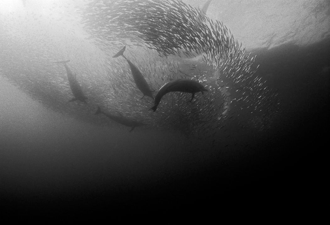 1r1_9_dolphins___sardines_001