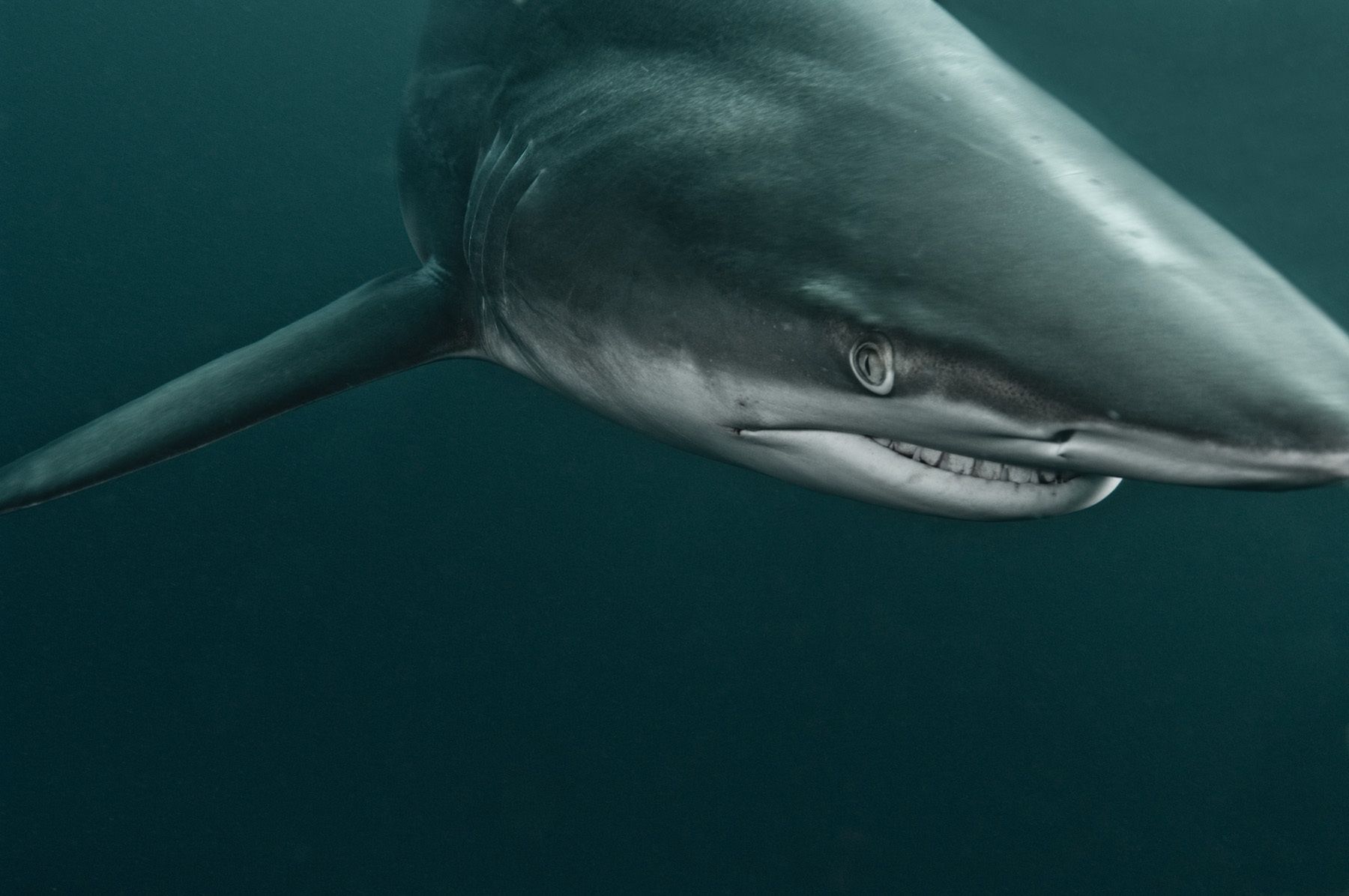 1tiger_shark_dive__aliwal_shoal__south_africa__2008_0293