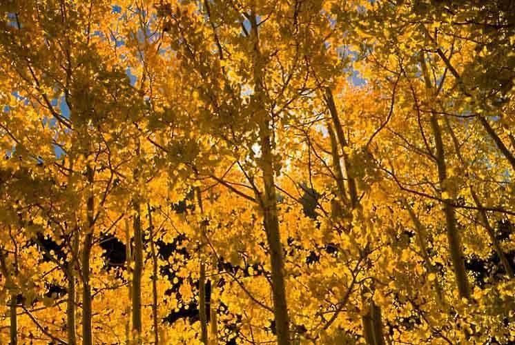 Light through the Trees