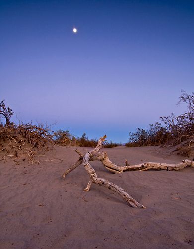 Desert Moonrise