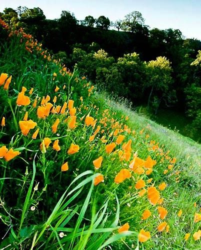 Diablo Poppies