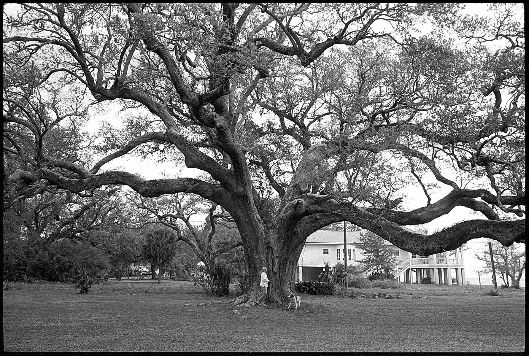 Pascagoula, Mississippi, oak, oak tree, b&w, film