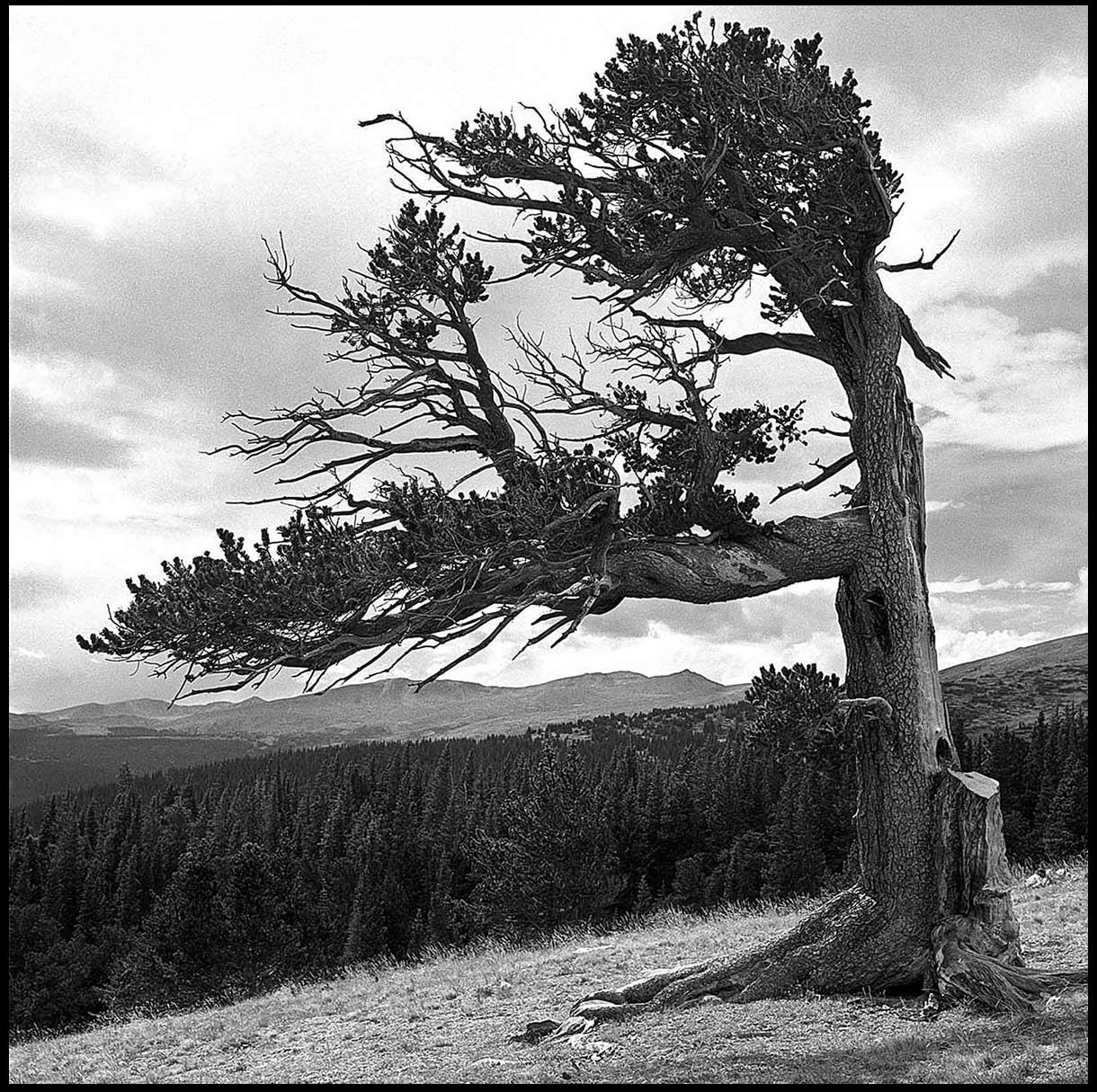 Windy Ridge Bristlecone Pine Scenic Area (Alma, CO), bristlecone pine, Colorado, b&w film, square, landscape, Stephen Collector, landscape photography, South Park,