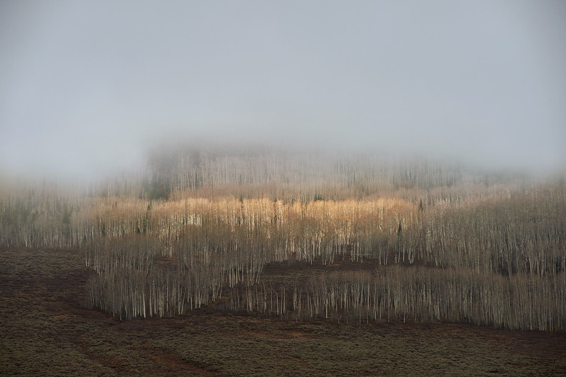 aspen trees, autumn, fall, Colorado, rabbit ears pass, fog, 