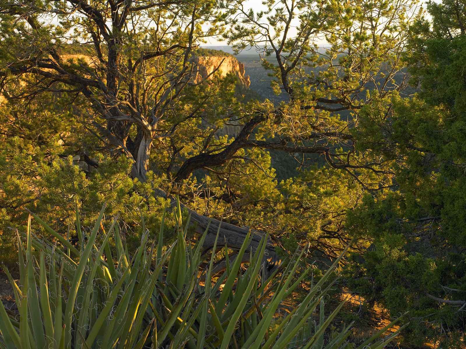 Looking toward Navajo Canyon.