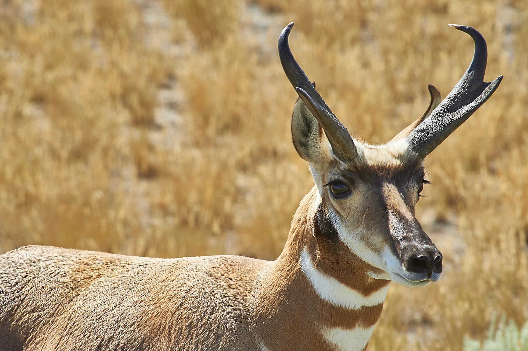 Pronghorn, buck, antelope, speedgoat, Wyoming, wildlife, portrait, Stephen Collector