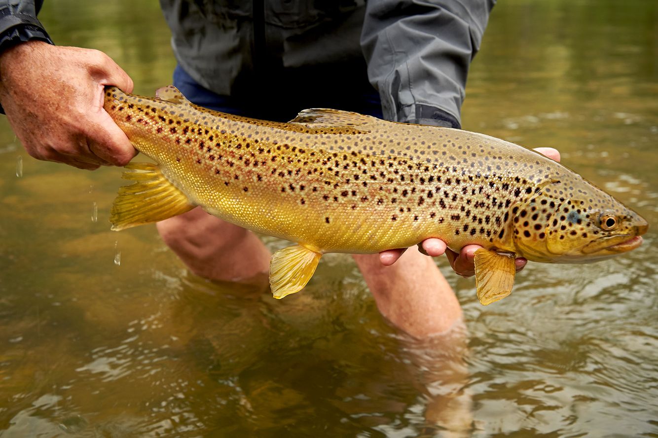 Brown trout, Wind River, Darren Calhoun, trophy trout