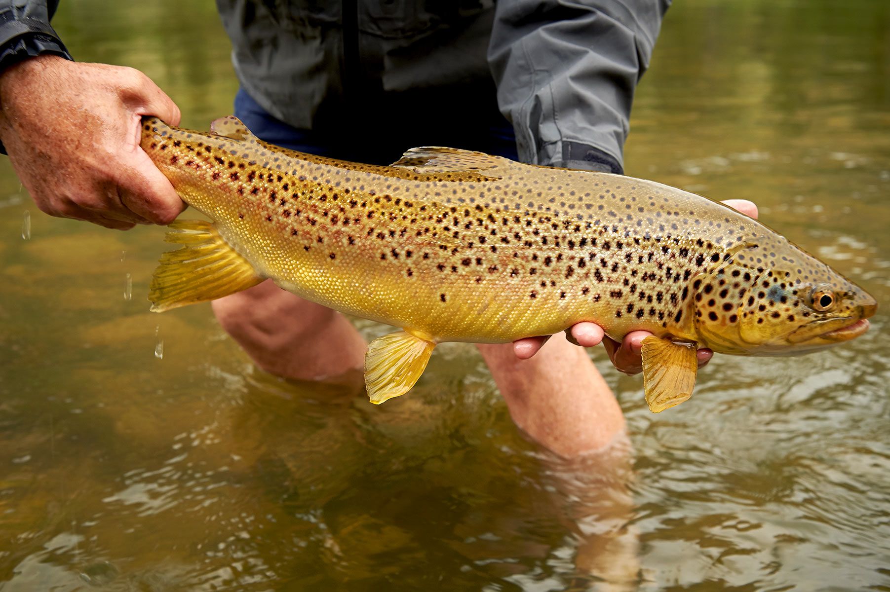 Brown trout, Wind River, Darren Calhoun, trophy trout