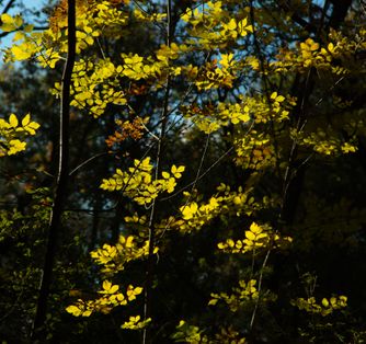 Ash Tree 5802