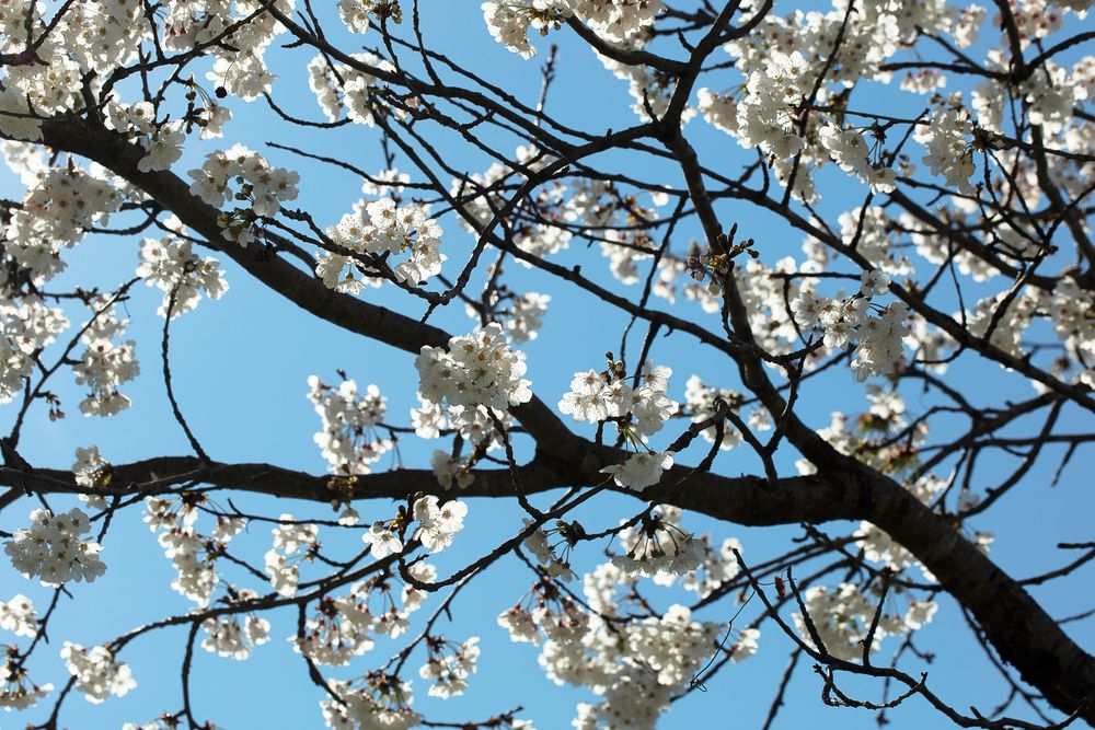 Ancient Cherry Tree 6900