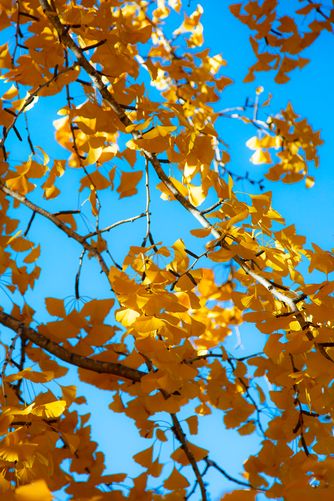 Gingko leaves against the sky 6168