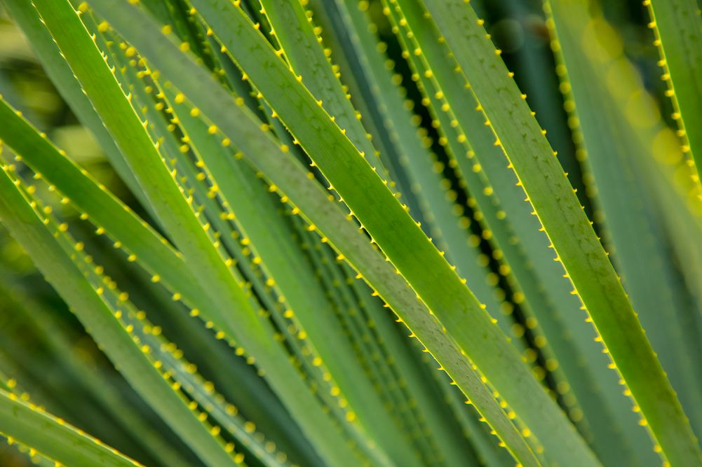 Tropical, Bamboo, Cactus, Succulent