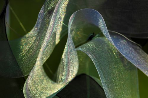 Lacerta