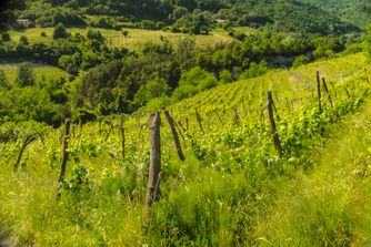 Vineyard, Piemonte 6999