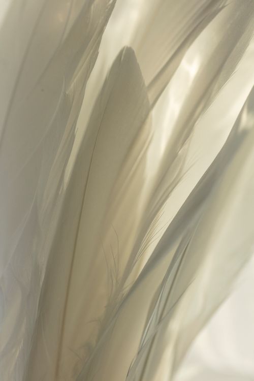 Silver Glide