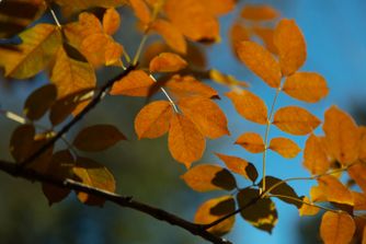 Ash Tree 5801