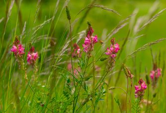 Clover 6785