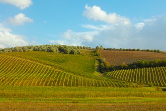 Near Vinci, Tuscany , Italy, Vineyard 6145