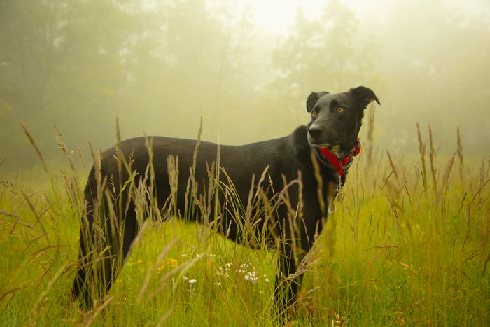 Watch dog