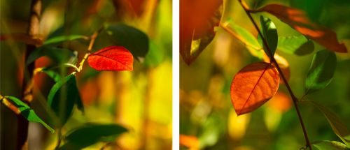 Crape Myrtle 6843 and 6844