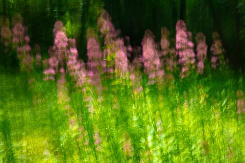 Valerian 6749