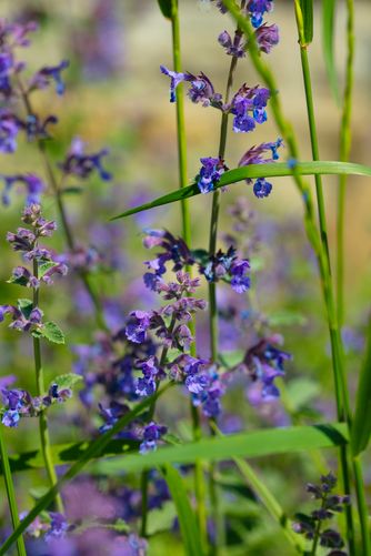 Nepeta, Catmint 6802
