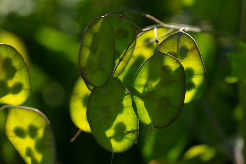 Lunaria 6794
