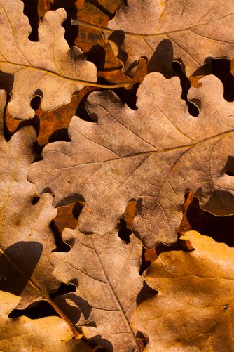 45" x 30" or smaller / oak leaves 4165