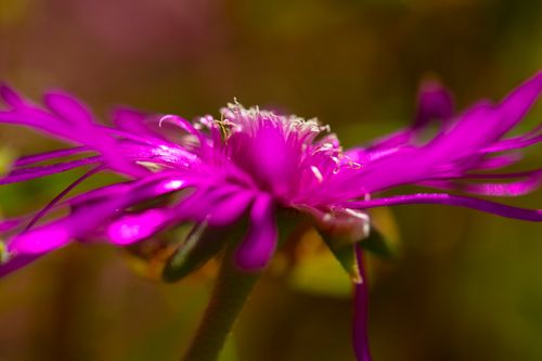 Ice Plant 6796