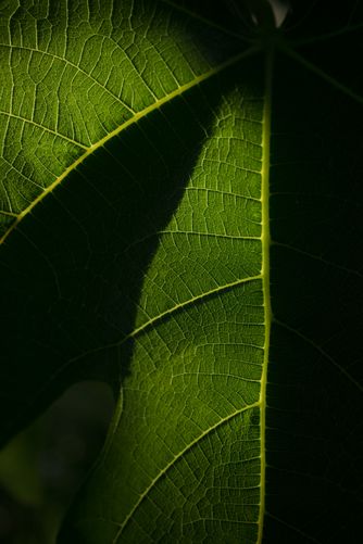 Fig Leaf 5240