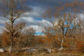 Col de Vence, Fra, autumn 6879