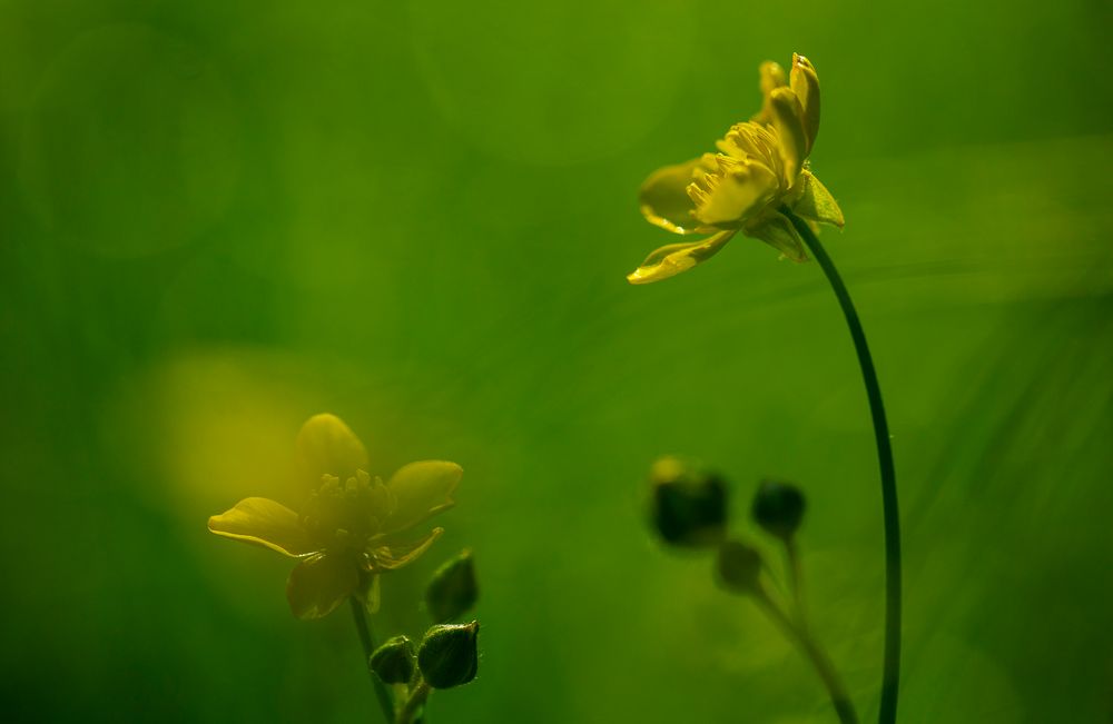African Buttercup 6913