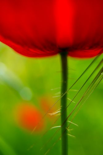 Poppy 6781