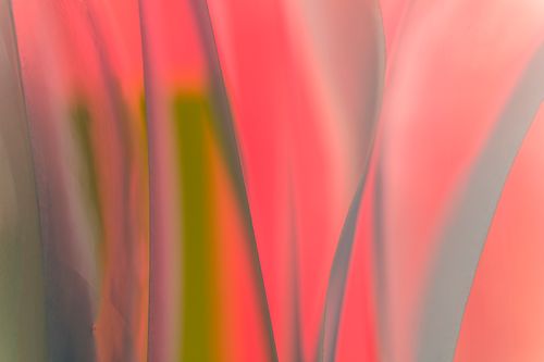 Snapdragon Incandecence