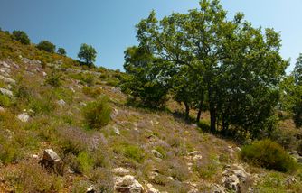 La Combe de Mouton 6498
