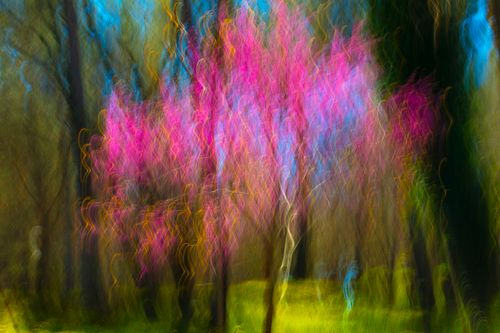 The Dream of The Judas Tree ( 6902)