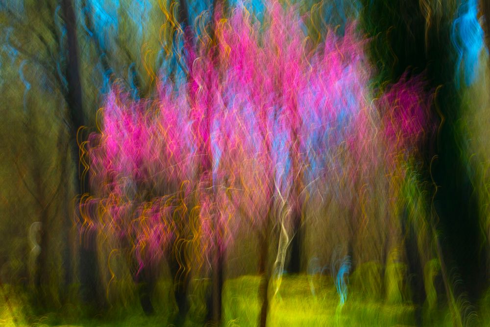 The Dream of The Judas Tree ( 6902)