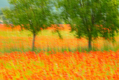 Poppy Field, Norcia, Italy 6755