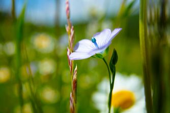 Flax Flower 6788