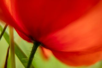 Poppy 6780