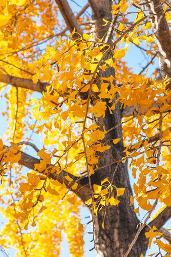 Ginko leaves against the sky 6170